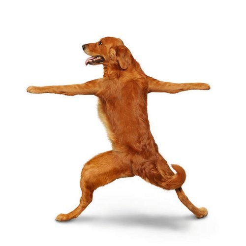 狗狗瑜伽16式