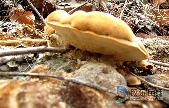 屋后现硕大云芝 原是灵芝的姊妹(图) 社会新闻