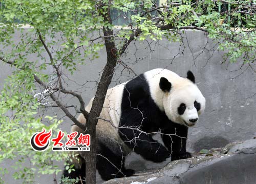 济南动物园第一<em>美女</em>大熊猫 泉泉 <em>意外死亡</em>(图)