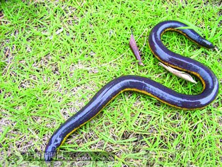 世界濒危珍稀动物当地人不识误当蛇(图) 趣闻轶事 烟台新闻网 胶东在线新闻中心_国家批准的重点新闻网站