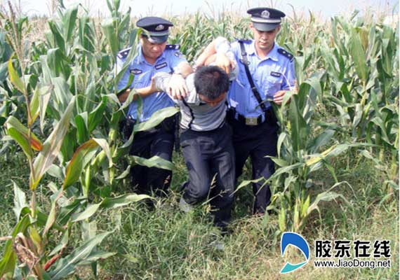 男子中午偷电动车 牟平警方玉米地擒凶(图)