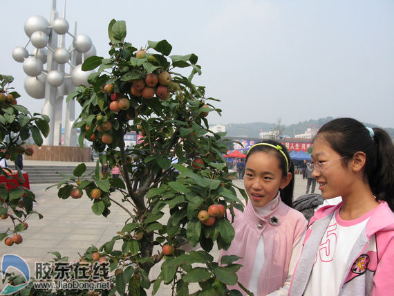 迷你苹果吸引人