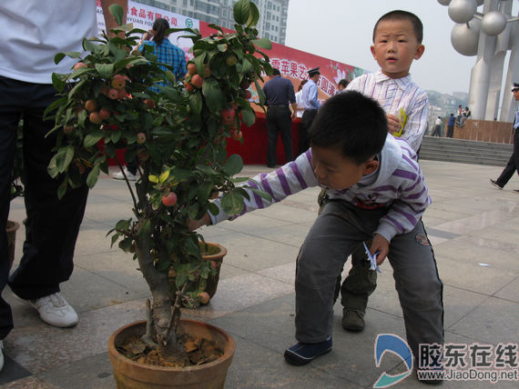 迷你苹果吸引人