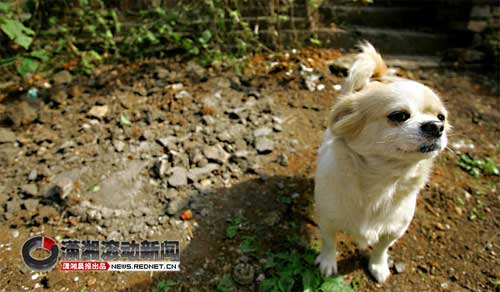 长沙难觅宠物殡仪宠物死后多被土葬或抛弃图