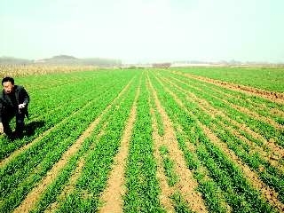 俩月没下场透雨 冬小麦麦苗喊渴(图) 魅力烟台