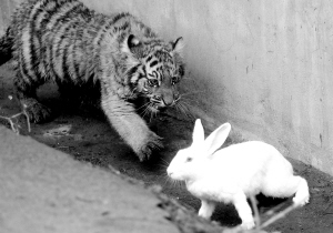 羊爸爸带大小老虎 兔子当老师(图) 趣闻轶事 烟