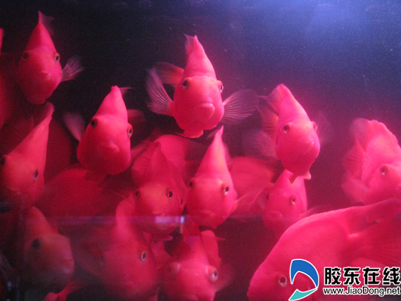 象征事业蒸蒸日上的红金龙