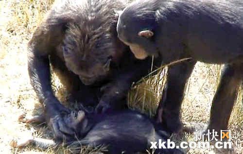 黑猩猩人口_黑猩猩