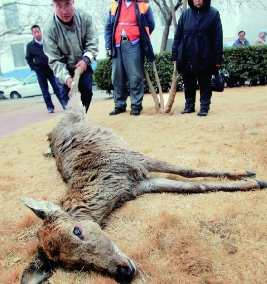 海上皇宫飘来梅花鹿尸体 死因蹊跷成谜(图)