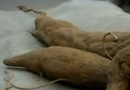 威海现巨无霸野生山药 个头超一米五实属罕见 威海现巨无霸野生山药 个头超一米五实属罕见