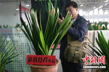 标价9999万"天价君子兰"频现长春花展(图)