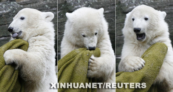 组图:德国柏林动物园明星北极熊猝死 原因不明_动物世界 这三张经过拼版的2007年7月5日拍摄的照片中,小北极熊克努特在德国首都柏林的动物园中玩耍。 一出生便被母熊遗弃,靠人工喂养长大的克努特于今年3月起在柏林动物园公开亮相后,成为游客和媒体的宠儿,今天迎来了第100万名参观者。 新华社/路透 作者:班玮 (来源:新华图片)