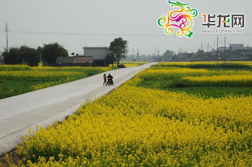 "重庆路"两边满是油菜花的金黄 网友供图