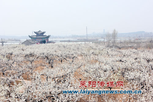 烟台 莱阳 胶东在线 广电 视频 烟台县市区