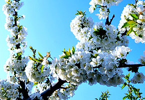 正是樱桃花开时(图) 正是樱桃花开时(图)