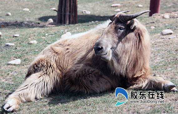 记者探访 秦岭四宝 新家 世园大熊猫最悠闲(图