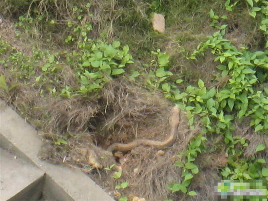 图:华东交大现巨大蛇洞 眼镜蛇驻扎<em>女生公寓</em>_