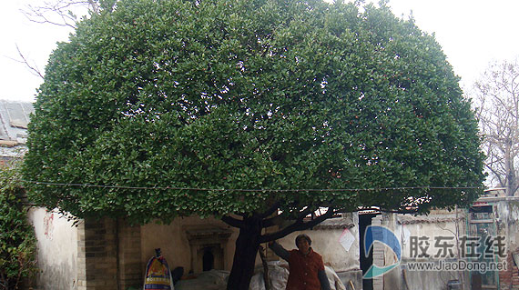 结婚时栽的冬青树 50年后卖了一万元(图) 社会