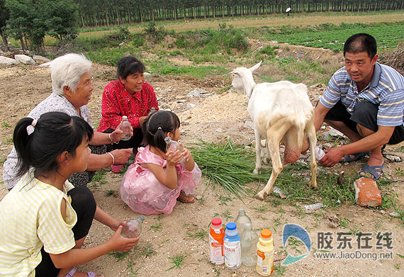羊奶现挤现卖受青睐 奶山羊或蕴商机(图) 财经