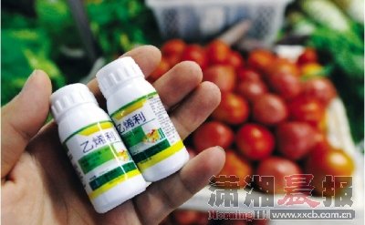 山东等多省西红柿使用催熟剂 1亩地多赚3000