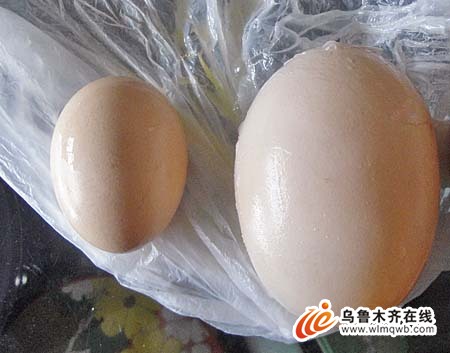 乌鲁木齐一麻花鸡下一枚重达175克特大鸡蛋(图) 世相万千 烟台新闻网 胶东在线 国家批准的重点新闻网站
