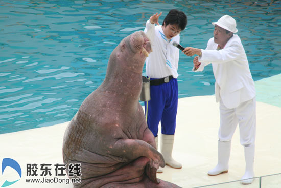 海象憨厚笨拙,搞笑滑稽