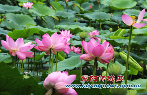 烟台 莱阳 胶东在线 广电 视频 烟台县市区