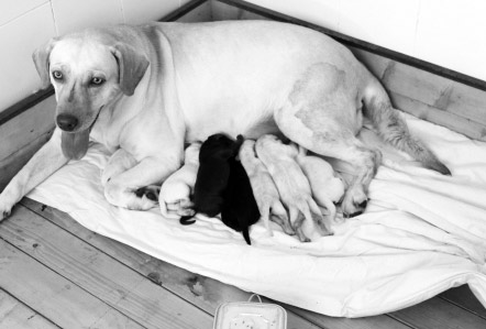 成都地震搜救犬生下7幼崽预产期时4名战士守