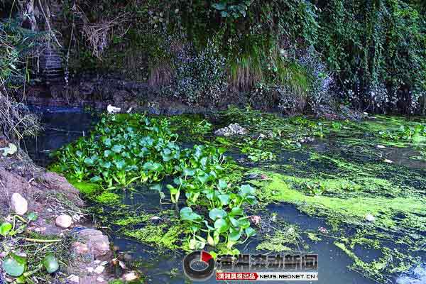 湖南浏阳河水葫芦情况严重 市民用水暂无影响