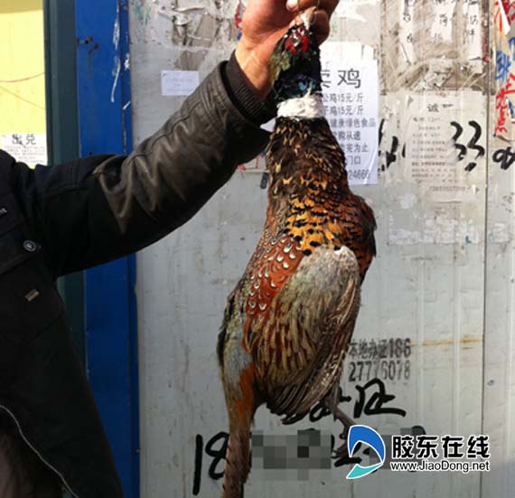 小年到农贸市场淘"野味" 山鸡一只上百元(图)