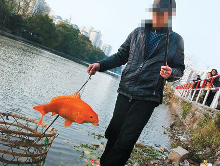 垂钓爱好者在牟平沁水河钓上条大红鲤鱼社会新