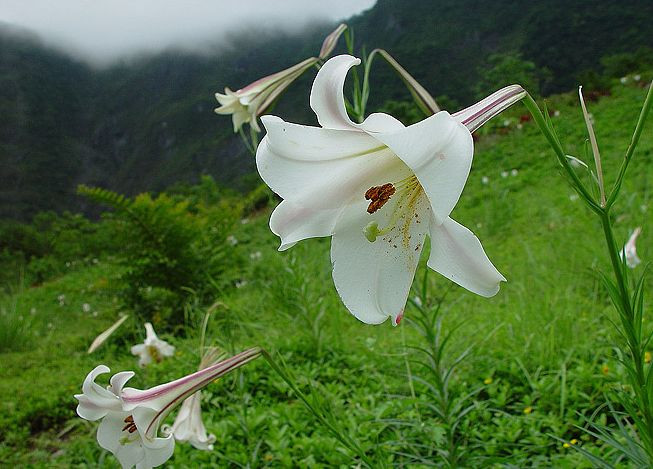 招虎山发现野生百合谷