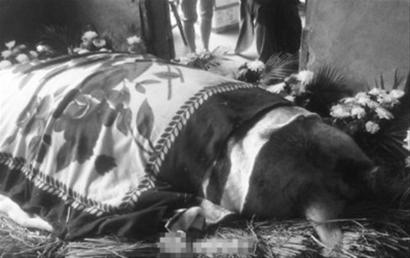 1.1吨重猪王寿终正寝(图)_国内外健康新闻_烟