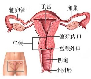 妇科炎症都有哪些表现症状?