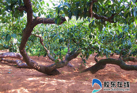 <em>莱阳</em>梨园探秘:八旬老人带您游览老<em>姊妹</em>树(图) 