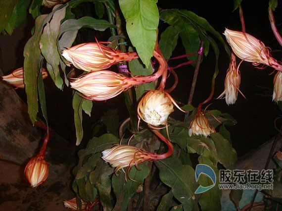 15年昙花今年花开四度 一次开了十几朵(图) 莱