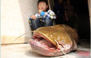 重庆45斤鲶鱼王 捕食黄鳝时被钓上钩[图]