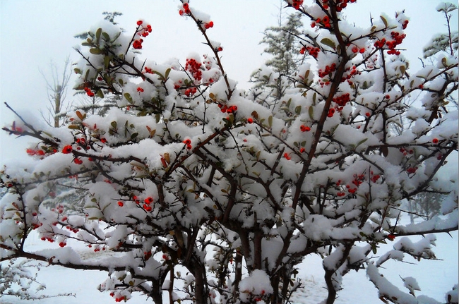 冬日私语植物园雪中美景