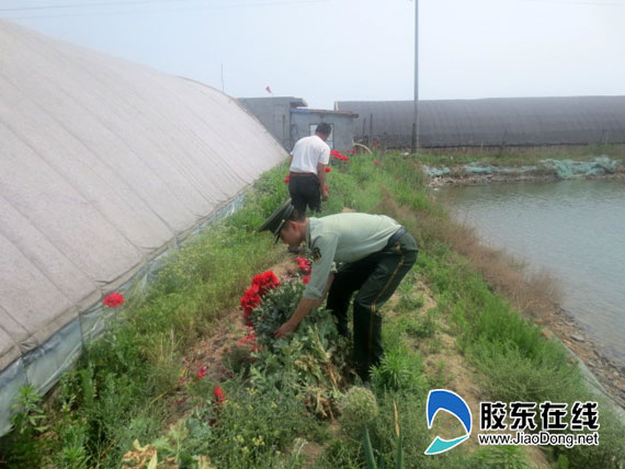 莱州无知老汉非法种植罂粟 换来十天拘留(图)