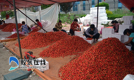 烟台大樱桃迎来批发旺季 堆积如山日销超3000