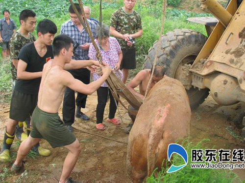 耕牛被拉上来了