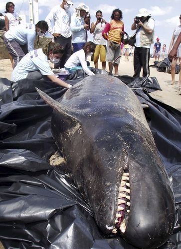 巴西东北海岸30头伪虎鲸搁浅已有7头死亡图