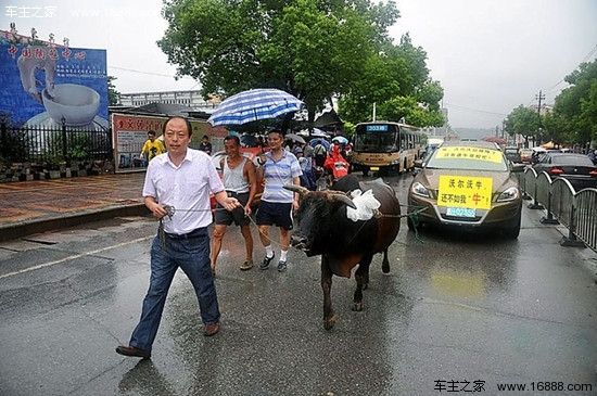 胶东在线 汽车 汽车新闻     8月24日,江西景德镇街头,一头黄牛在一