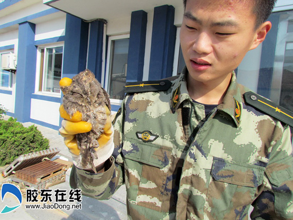 被救下的小猫头鹰