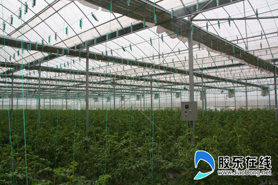 海阳迎难而上发展生态农业 打造有机蔬菜基地