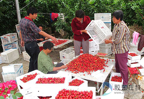 南崔家村被评为山东省旅游特色村(图) 莱州 烟