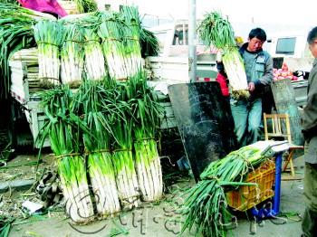 今年冬储菜价格"高高翘 大葱保持每斤2元高价