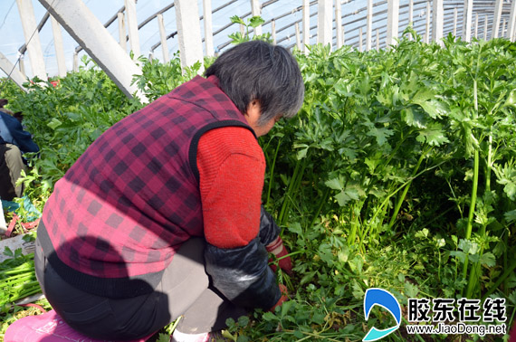 丘鲍芹味美赛鲍鱼 标准化生产打造金字招牌 山