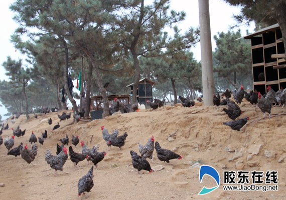 烟台:莱州市马家庄 百年山村跨镇迁址 贫瘠小村