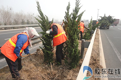 荣乌高速公路莱州管理处开展绿化苗木补植工作